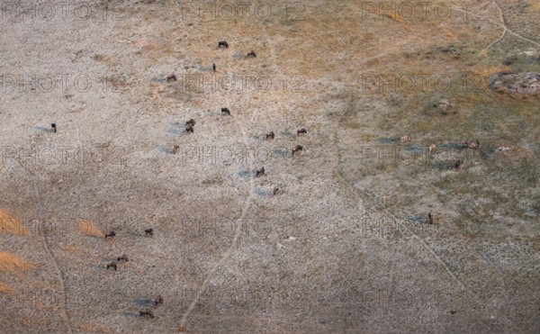 Striped Gnu (Connochaetes taurinus) in dry landscape, aerial view, Okavango Delta, Botswana