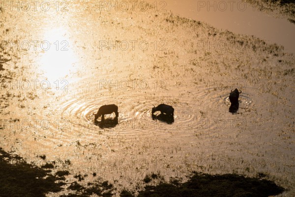 Kaffir buffalo (Syncerus caffer caffer), sunrise, drinking in the river, aerial view, Okavango Delta, Botswana