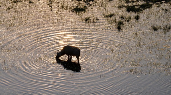 Single kaffir buffalo (Syncerus caffer caffer), sunrise, drinking in the river, aerial view, Okavango Delta, Botswana