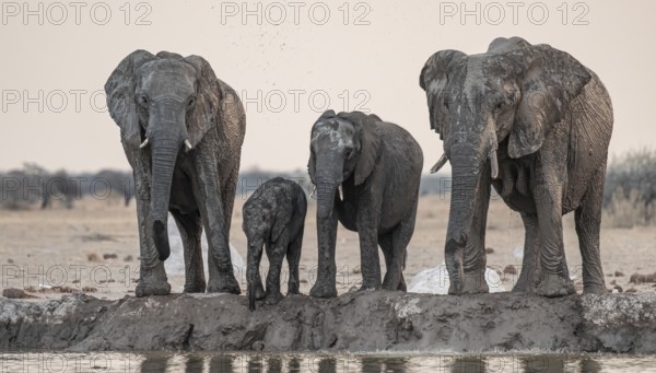 Animal family with baby elephant, African elephants (Loxodonta africana), drinking at the waterhole, dramatic reflection in the water, Nxai Pan National Park, Botswana