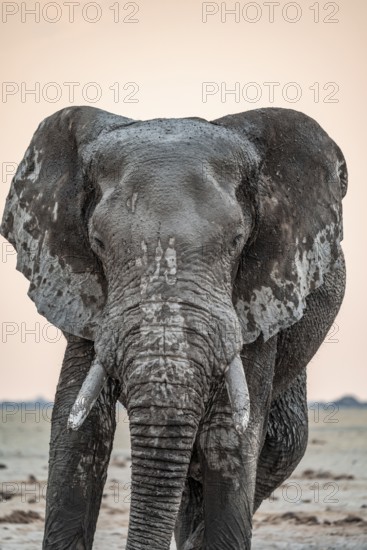Animal Portrait, Dramatic African Elephant (Loxodonta africana), at a waterhole, Nxai Pan National Park, Botswana