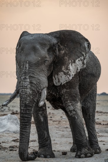Dramatic African elephant (Loxodonta africana), at waterhole, Nxai Pan National Park, Botswana