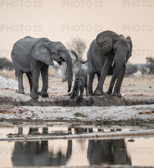 Animal family with baby elephant, African elephants (Loxodonta africana), drinking at the waterhole, dramatic reflection in the water, Nxai Pan National Park, Botswana
