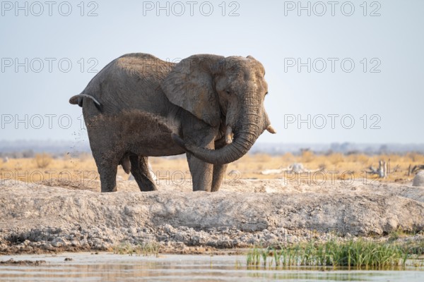 Male, African elephant (Loxodonta africana), mud bath at waterhole, Nxai Pan National Park, Botswana