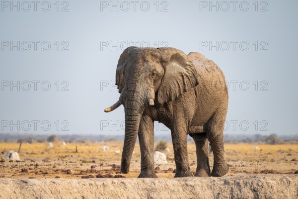 African elephant (Loxodonta africana), at the waterhole, Nxai Pan National Park, Botswana