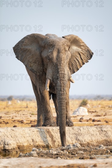 Male, African elephant (Loxodonta africana), drinking at waterhole, Nxai Pan National Park, Botswana