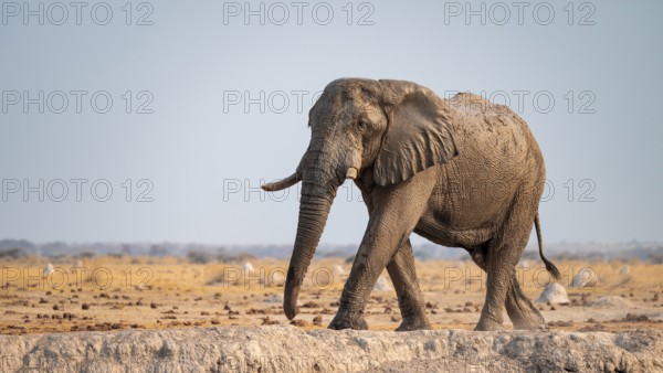 African elephant (Loxodonta africana), Nxai Pan National Park, Botswana