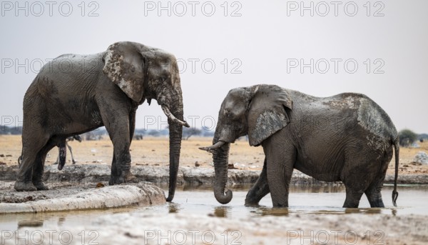 African elephants (Loxodonta africana) drinking at the waterhole, Nxai Pan National Park, Botswana