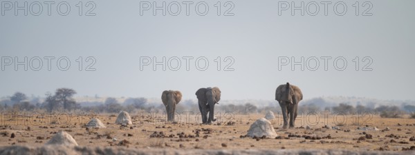 African elephant (Loxodonta africana), at waterhole, Nxai Pan National Park, BotswanaThree African elephants (Loxodonta africana) walk across steppe, coming towards us, Nxai Pan National Park, Botswana