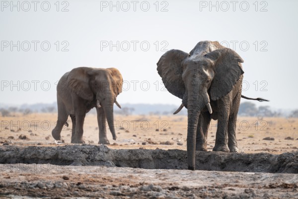 Male, African elephant (Loxodonta africana), drinking at waterhole, Nxai Pan National Park, Botswana