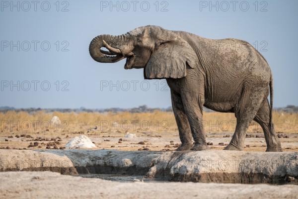 Male, African elephant (Loxodonta africana), drinking at waterhole, Nxai Pan National Park, Botswana