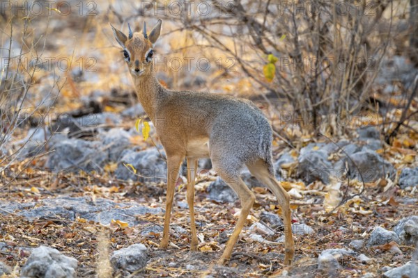 Kirk's Dik-dik (Madoqua kirkii), adult animal in the undergrowth, Etosha National Park, Namibia