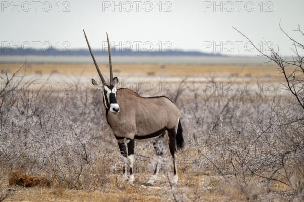 Gemsbok, oryx antelope (Oryx gazella), Etosha National Park, Namibia