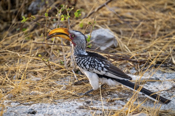 Yellow-billed Hornbill (Tockus leucomelas), Etosha National Park, Namibia