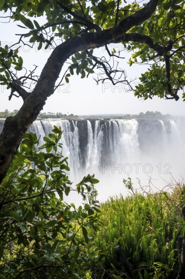 Water plunges into the depths, Victoria Falls with jungle and green plants, Zambezi, Zimbabwe