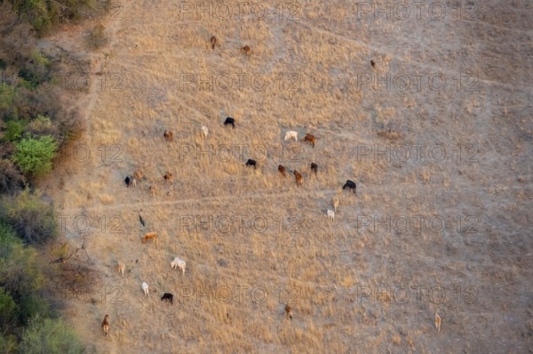 Animal husbandry in dry savanna landscape, near Maun, aerial view, Okavango Delta, Botswana