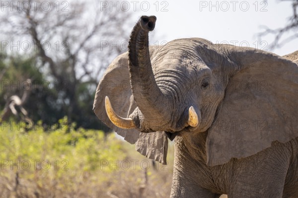 African elephant (Loxodonta africana) sticks trunk into the air, Savuti, Chobe National Park National Park, Botswana