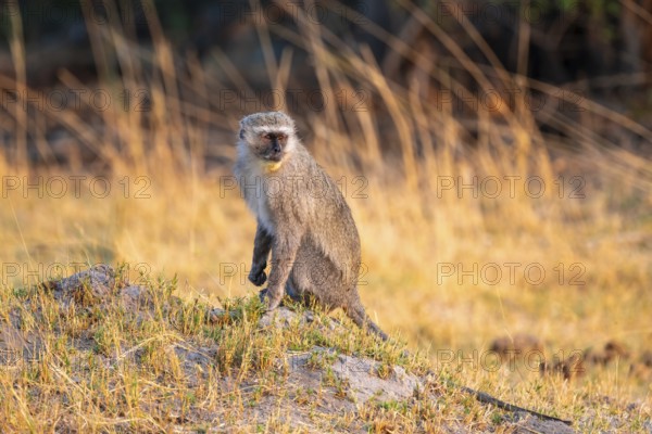 Nxai Pan National Park, Botswana