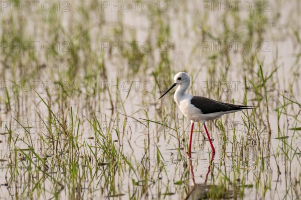 Stilt walker (Himantopus himantopus), Botswana