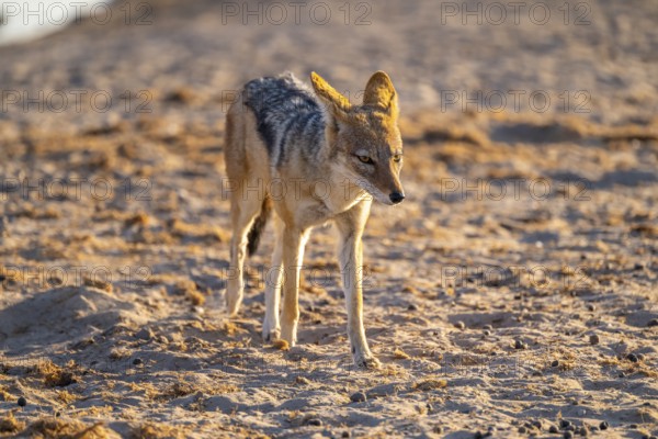 Black-backed jackal (Lupulella mesomelas), Savuti, Chobe National Park National Park, Botswana