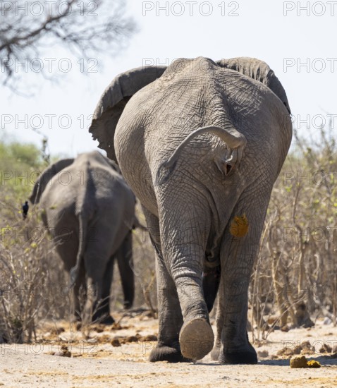 African elephant (Loxodonta africana) craps, animal droppings, funny, Savuti, Chobe National Park National Park, Botswana