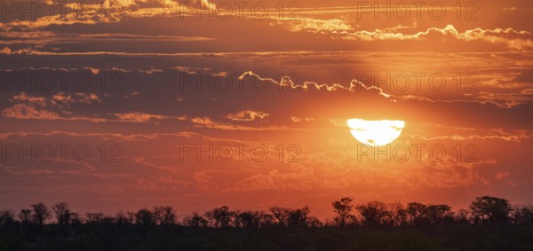 Impressive sunset over the African savanna, silhouette of the horizon with trees in front of the sun, at Halali waterhole, Etosha National Park, Namibia