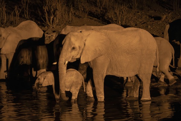 Night view, African elephant (Loxodonta africana), at Halali waterhole, Etosha National Park, Namibia