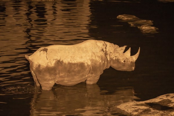 Night view of black rhinoceros (Diceros bicornis) at Halali waterhole, Etosha National Park, Namibia