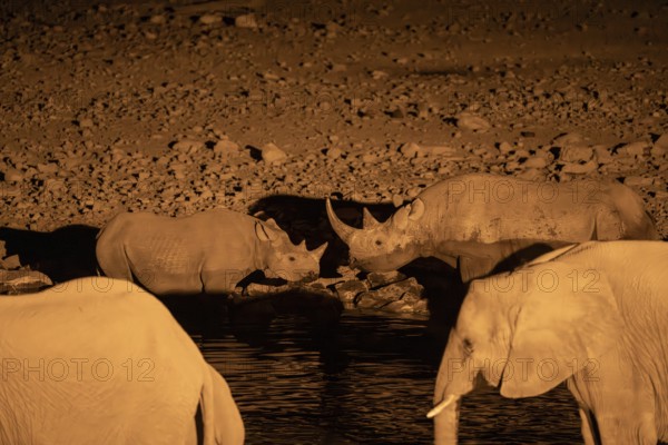 Night view of black rhinoceros (Diceros bicornis) and African elephant at Halali waterhole, Etosha National Park, Namibia