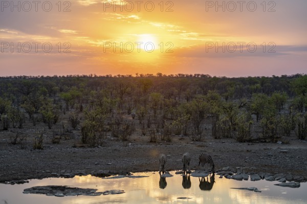 Sunset, steppe zebras (Equus quagga) at Halali waterhole, Etosha National Park, Namibia