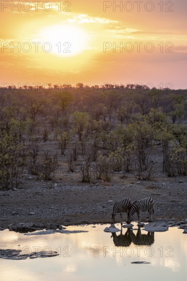 Sunset, steppe zebras (Equus quagga) at Halali waterhole, Etosha National Park, Namibia