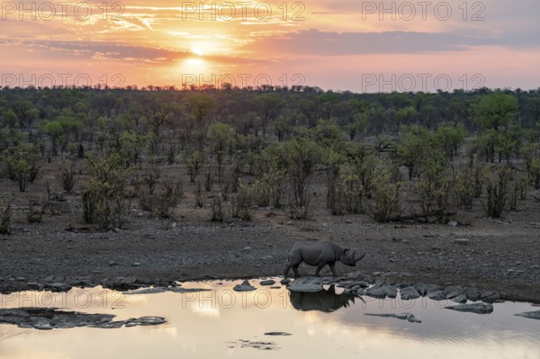 Sunset, black rhinoceros (Diceros bicornis) at Halali waterhole, Etosha National Park, Namibia