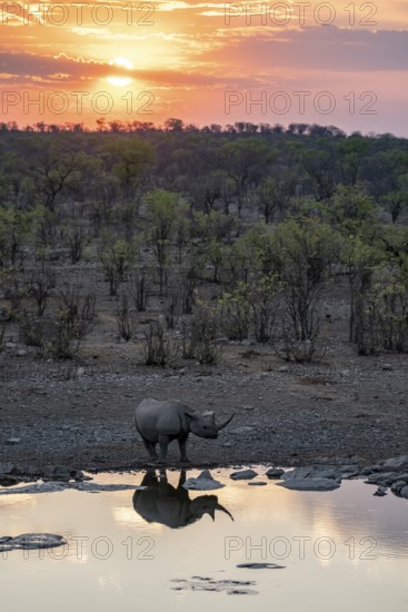 Sunset, black rhinoceros (Diceros bicornis) at Halali waterhole, Etosha National Park, Namibia