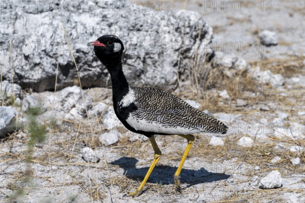 Northern Black Korhaan (Afrotis afraoides), or cackling bustard (Eupodotis afra), male, Etosha National Park, Namibia
