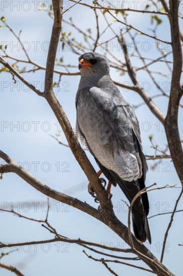 Silver singhawk, also great singhawk (Melierax canorus), Etosha National Park, Namibia