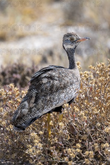 Northern Black Korhaan (Afrotis afraoides), or cackling bustard (Eupodotis afra), female, Etosha National Park, Namibia