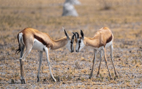 Springboks (Antidorcas marsupialis), Nxai Pan National Park, Botswana