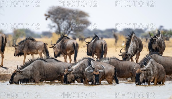 Striped Gnu (Connochaetes taurinus), flock drinking at waterhole, Nxai Pan National Park, Botswana