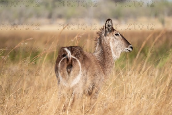 Elliptical waterbuck (Kobus ellipsiprymnus), in tall dry grass, Okavango Delta, Moremi Game Reserve, Botswana