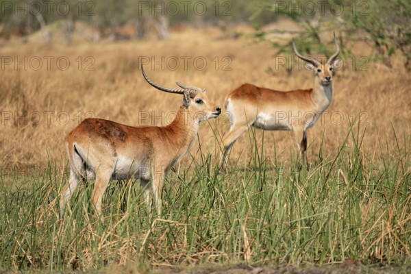 Letschwe or litchi bog antelope (Kobus leche), adult male, in tall dry grass, Okavango Delta, Moremi Game Reserve, Botswana