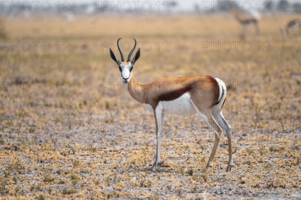 Springbok (Antidorcas marsupialis), Nxai Pan National Park, Botswana