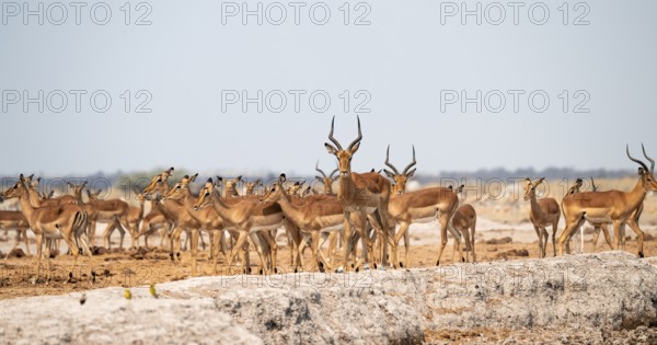 Blackheel impala (Aepyceros melampus), flock with males, Nxai Pan National Park, Botswana