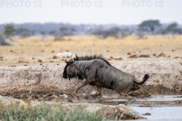Striped Gu (Connochaetes taurinus) running out of the waterhole, Nxai Pan National Park, Botswana