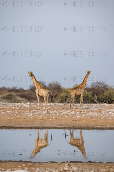 Angola giraffe (Giraffa giraffa angolensis), giraffe at a waterhole, Etosha National Park, Namibia