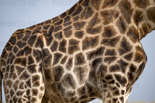 Angola giraffe (Giraffa giraffa angolensis), giraffe at a waterhole, Etosha National Park, Namibia
