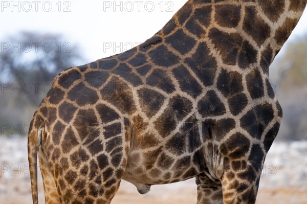 Angola giraffe (Giraffa giraffa angolensis), coat pattern, Etosha National Park, Namibia