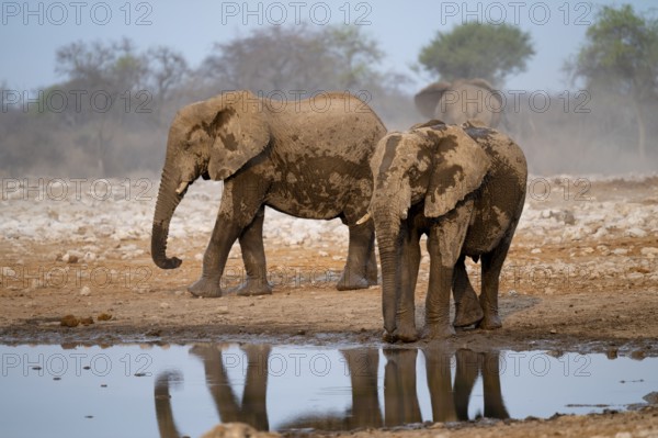 African elephant (Loxodonta africana) drinking at a watering hole, Etosha National Park, Namibia