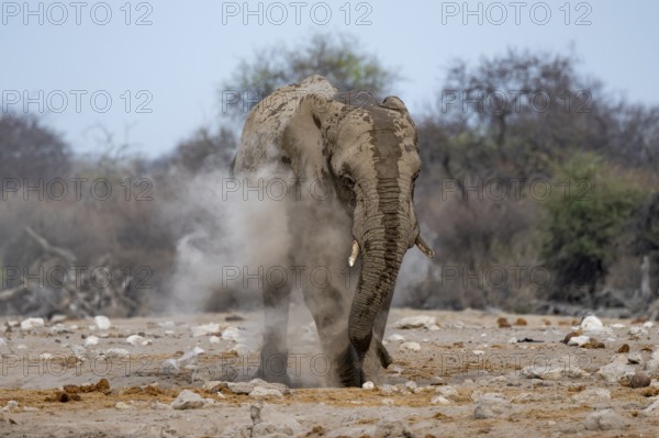 African elephant (Loxodonta africana), taking a mud bath and dusting, Etosha National Park, Namibia