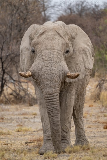 African elephant (Loxodonta africana), Etosha National Park, Namibia