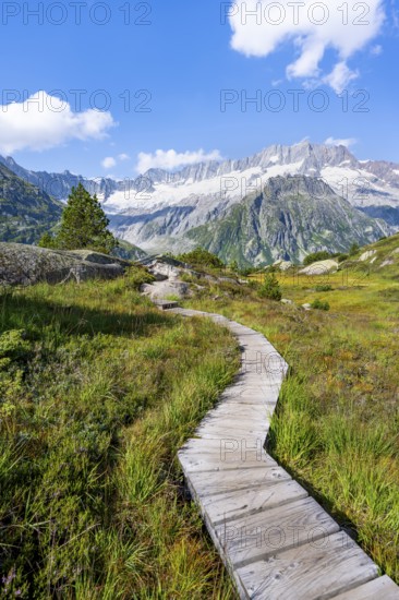 Wooden plank trail through mountain moor, in front of picturesque mountain scenery, Dammastock and Damma glaciers, Göscheneralp, Canton of Uri, Switzerland